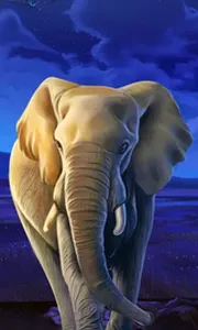 African Elephant